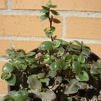 Collecion de alcantara