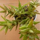 Collecion de alcantara