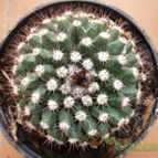 Collecion de alcantara