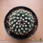 Collecion de alcantara