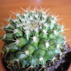 Collecion de alcantara