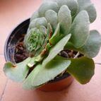 Collecion de alcantara