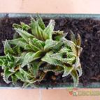 Collecion de alcantara