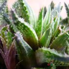 Collecion de alcantara