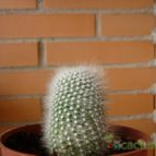 Collecion de alcantara