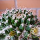 Collecion de alcantara
