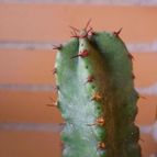 Collecion de alcantara