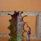 Collecion de alcantara