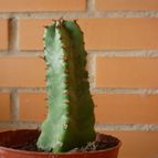 Collecion de alcantara