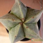 Collecion de alcantara