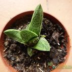 Collecion de alcantara