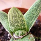 Collecion de alcantara