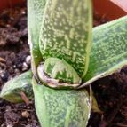 Collecion de alcantara