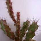 Collecion de alcantara