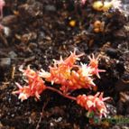 Collecion de alcantara
