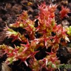 Collecion de alcantara