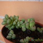 Collecion de alcantara