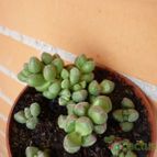 Collecion de alcantara
