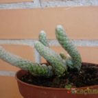 Collecion de alcantara