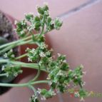 Collecion de alcantara