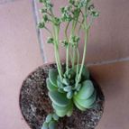 Collecion de alcantara