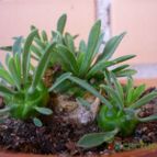 Collecion de alcantara