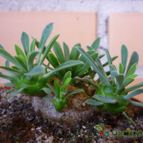 Collecion de alcantara