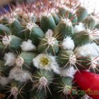 Collecion de alcantara