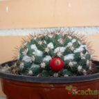 Collecion de alcantara