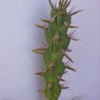 Collecion de alcantara