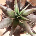 Collecion de alcantara