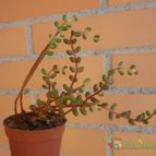 Collecion de alcantara
