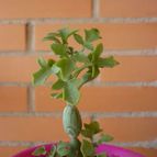 Collecion de alcantara