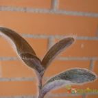 Collecion de alcantara