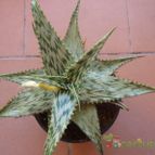 Aloe somaliensis  