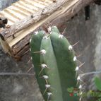 Collecion de aleale79