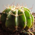 Collecion de aleksandrrr