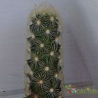 Collecion de alexxito