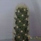 Collecion de alexxito