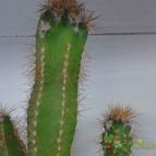 Collecion de alexxito
