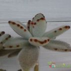 Collecion de alexxito