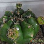 Collecion de alexxito