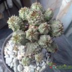 Collecion de alfonso77
