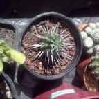 Collecion de alfonso77