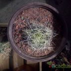Collecion de alfonso77
