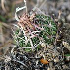 Collecion de alxdeluxe