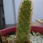 Collecion de amori