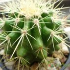 Collecion de ana-cactusin