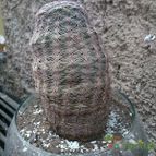 Collecion de andoswaldo