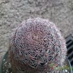 Collecion de andoswaldo